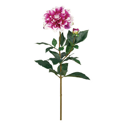 Silk Dahlia