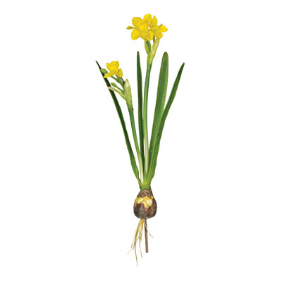 Silk Narcissus Bulb - Yellow