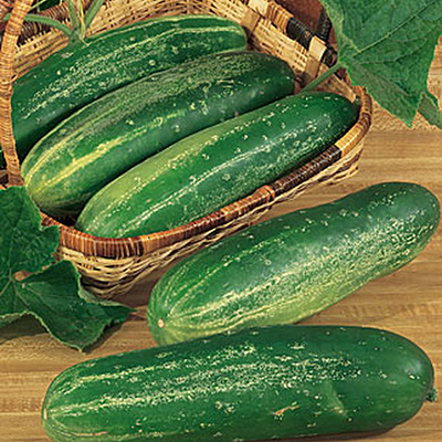 Seeds - H Cucumber 'Straight Eight'