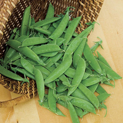 Seeds - OR Pea 'Sugar Daddy'