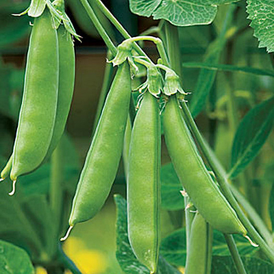 Seeds - Pea, Snap 'Sugar Snap'