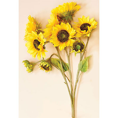Sunflower Bush