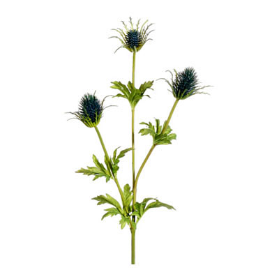 Thistle Spray - Helio