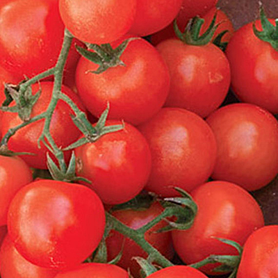 Seeds - OR Tomato 'Sweetie'
