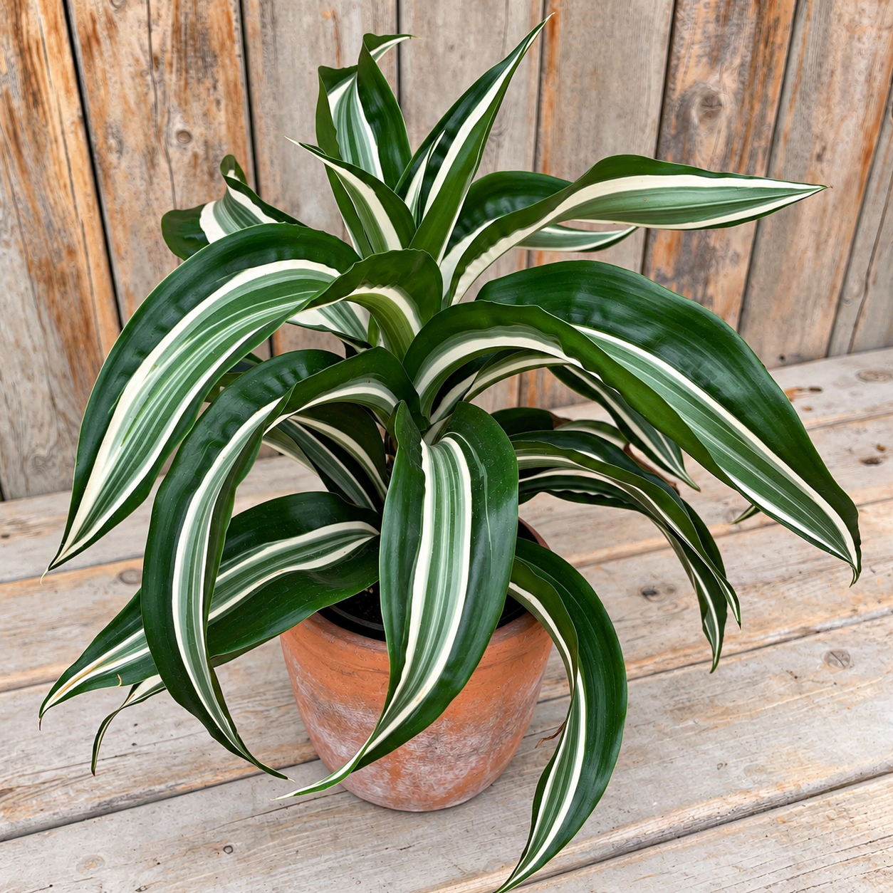 Variegated Dracaena in a terracotta pot