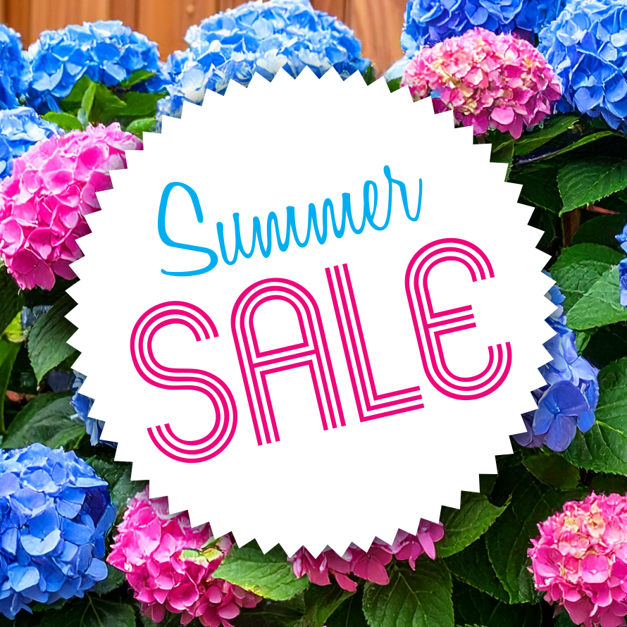Summer Sale graphic surrounded by blue and pink hydrangeas