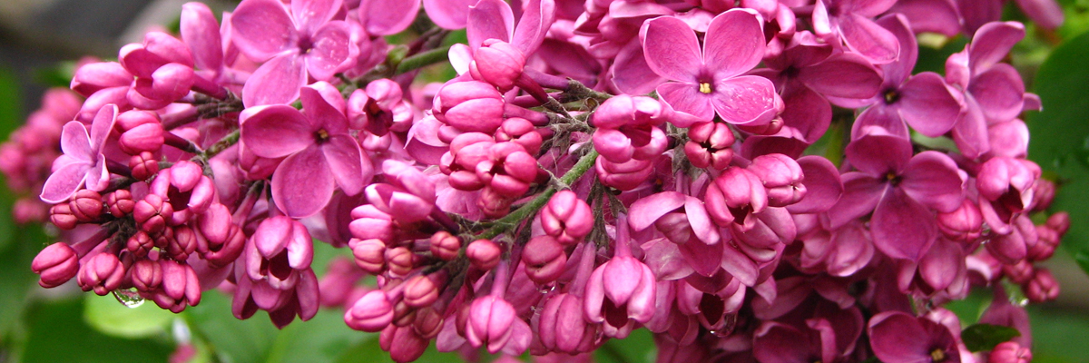 Syringa Lilac Estabrook S