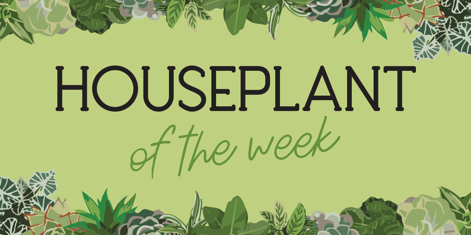 Houseplant of the Week