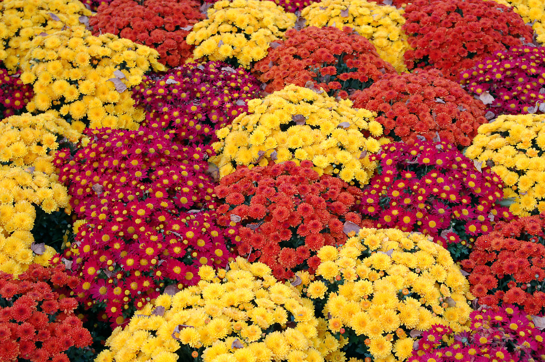 Colorful yellow, red and pink mums for fall planting
