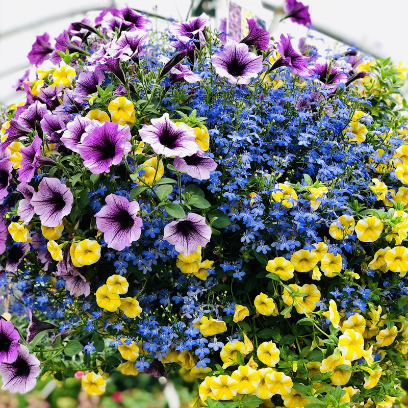 Hanging Basket