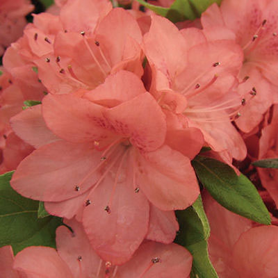 Cardinal Candy Viburnum Growth Rate - Tandoori Orange Viburnum