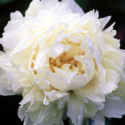 Paeonia l. 'Bowl of Cream' (White Peony) | Estabrook's