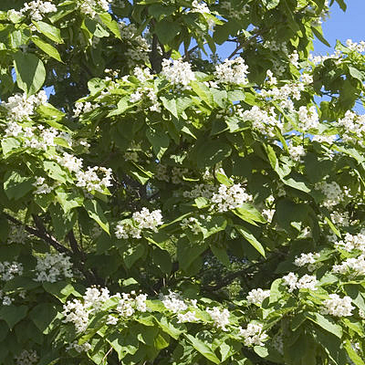 catalpa