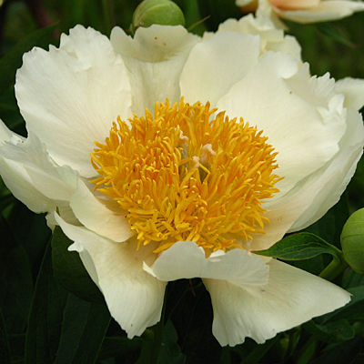 Paeonia L Claire De Lune Peony Estabrook S