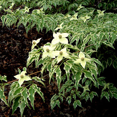 Cornus K Wolf Eyes Variegated Kousa Dogwood Estabrook S