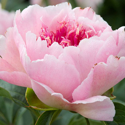 Paeonia l. 'Do Tell' (Pink Peony) | Estabrook's