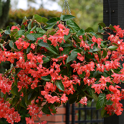 Begonia 'Dragon Wing Red' (Begonia) | Estabrook's