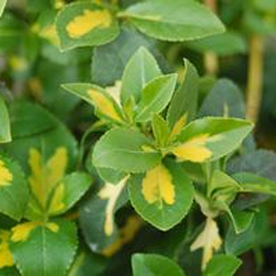 Euonymus F Moonshadow Creeping Euonymus Estabrook S