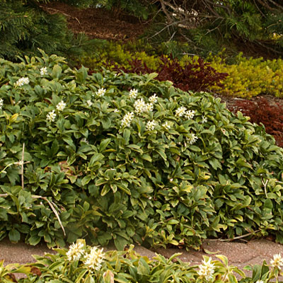 Pachysandra T Green Carpet Japanese Spurge Estabrook S