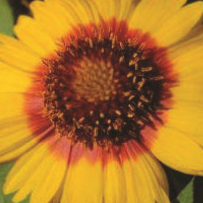 mesa bicolor blanket flower