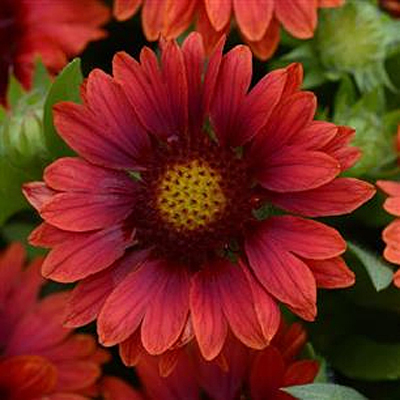 spintop orange halo blanket flower