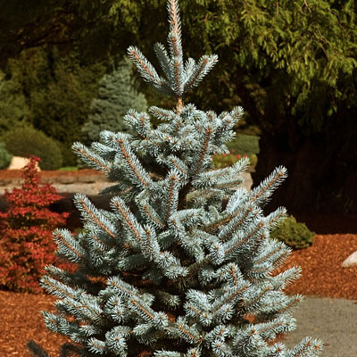 $2,100.00. p. 'Hoopsii' (Colorado Blue Spruce). 