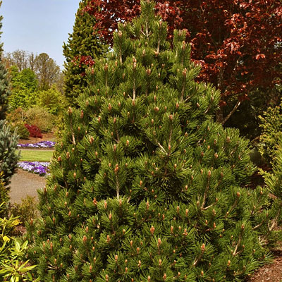 Pinus H Irish Bell Dwarf Bosnian Pine Estabrook S