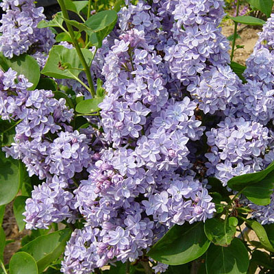 Syringa V President Grevy French Hybrid Lilac Estabrook S