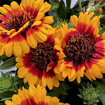 spintop orange halo blanket flower