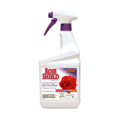 pharmacy shield rose plant