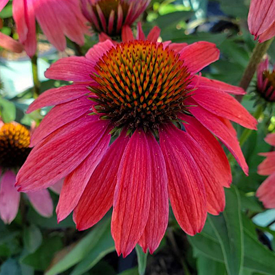 SOMBRERO® Tres Amigos Echinacea - Garden Crossings