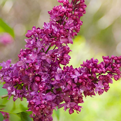 Syringa V Charles Joly French Hybrid Lilac Estabrook S