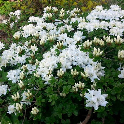 Azalea x y. p. 'White Form' (Korean Azalea) | Estabrook's