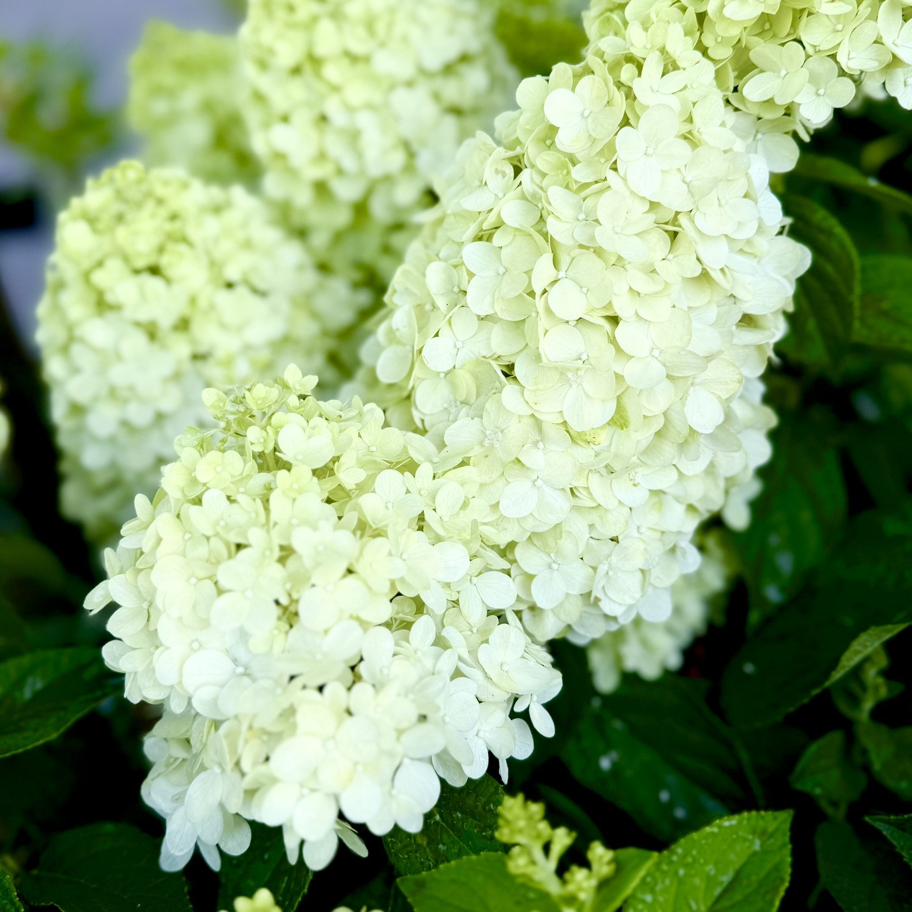 White panicle hydrangeas blooming in late summer