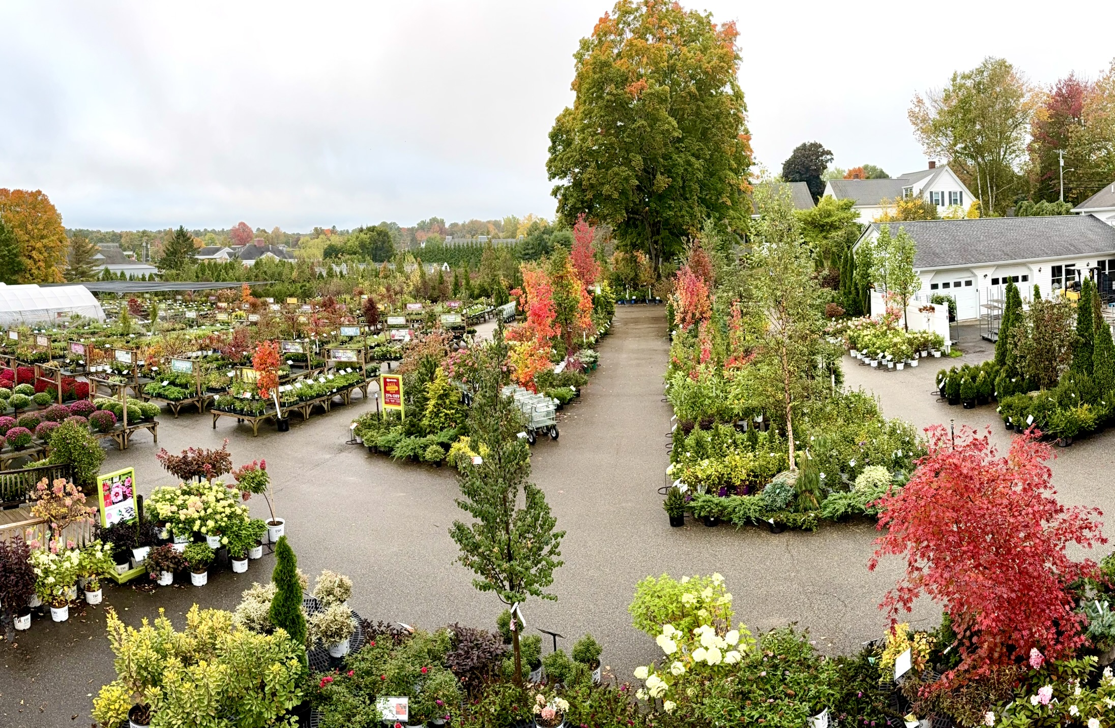 Aerial view of colorful fall plants and trees at Estabrook's Yarmouth garden center